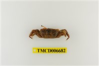 藏品(短身大眼蟹)的圖片